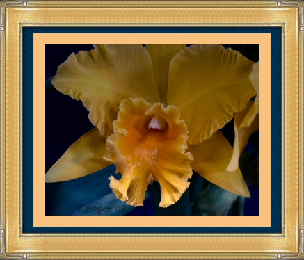goldenorchid.jpg