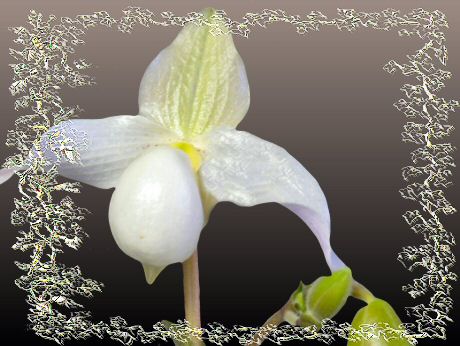 orchidimagemask.jpg