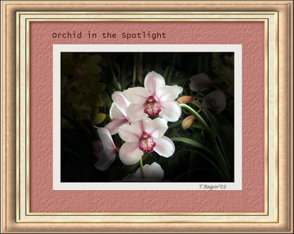 orchidinthespotlight.jpg