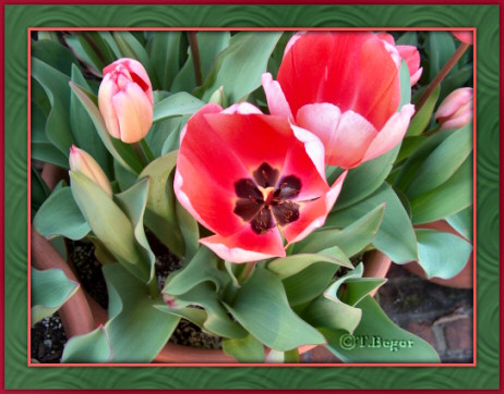 tulipsforwebsite.jpg